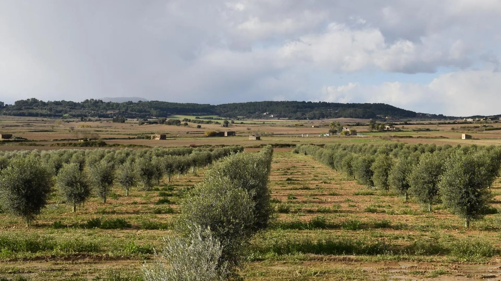 Agroturisme Gossalba Sant Joan Gospodarstwo agroturystyczne